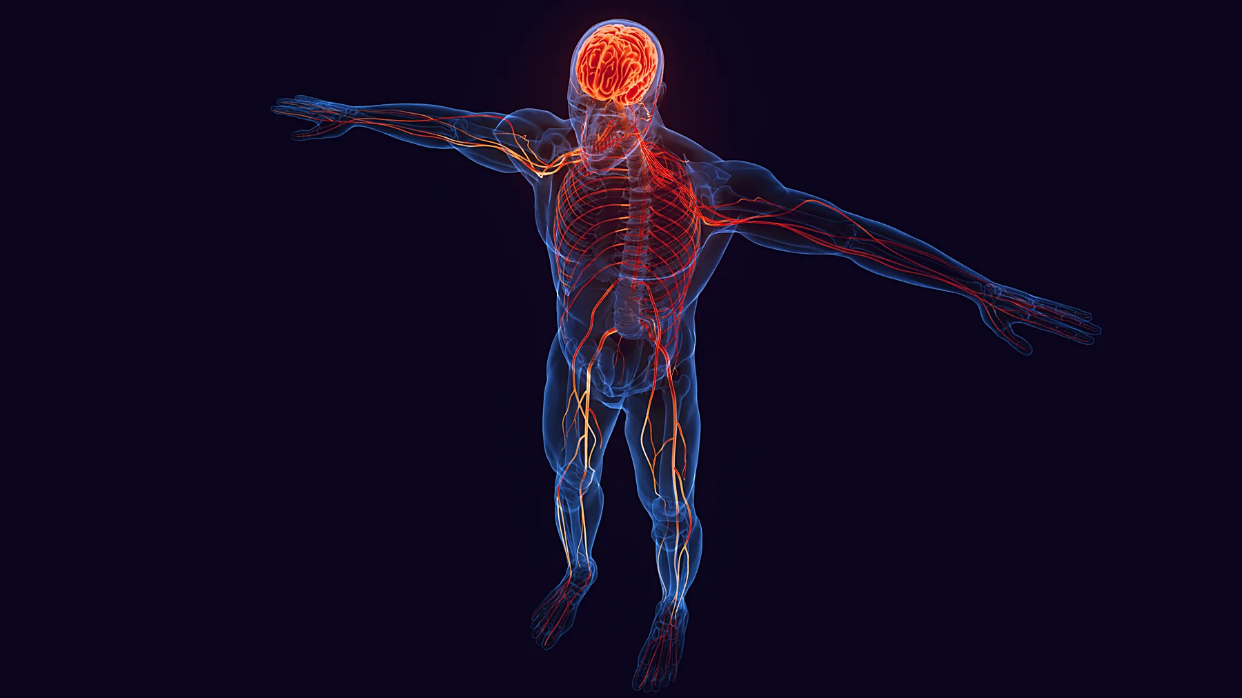 Illustration of the human central and peripheral nervous system